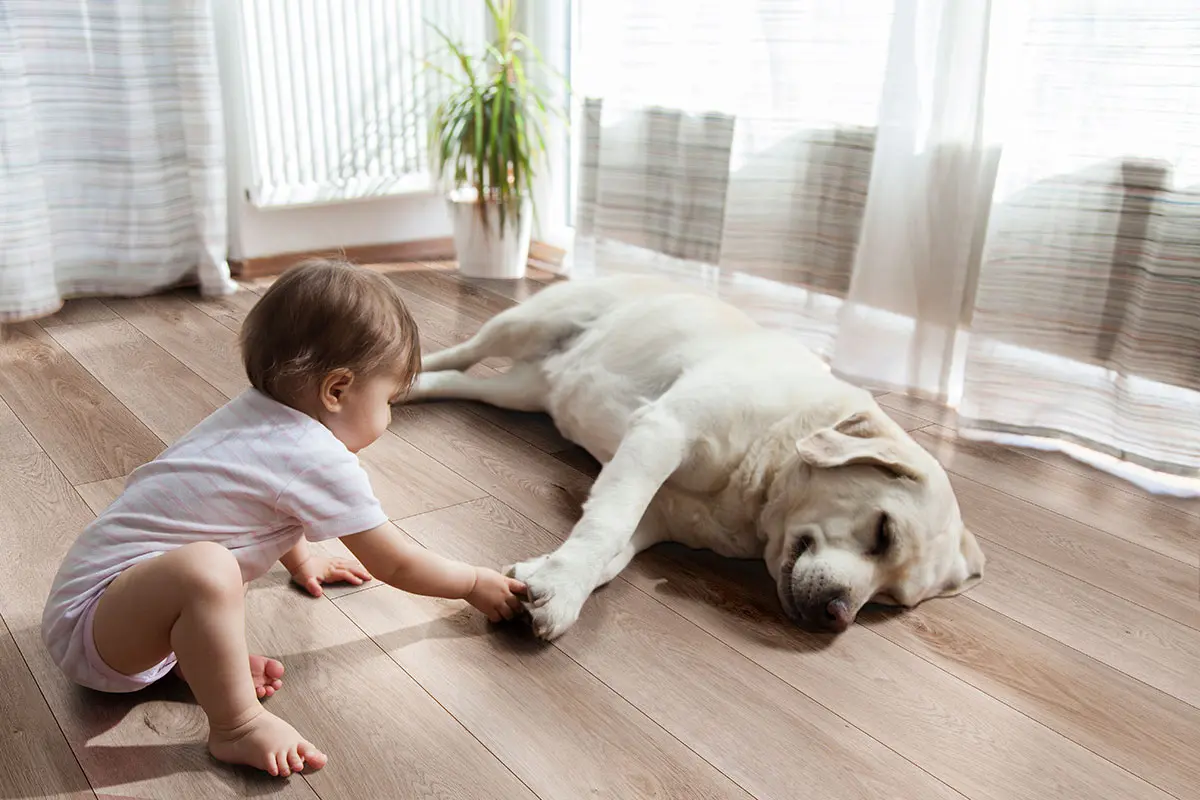 XL Prescott® Whitfield Gray® Luxury Vinyl Planks